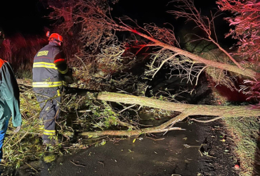 Odstranění spadlého stromu 
